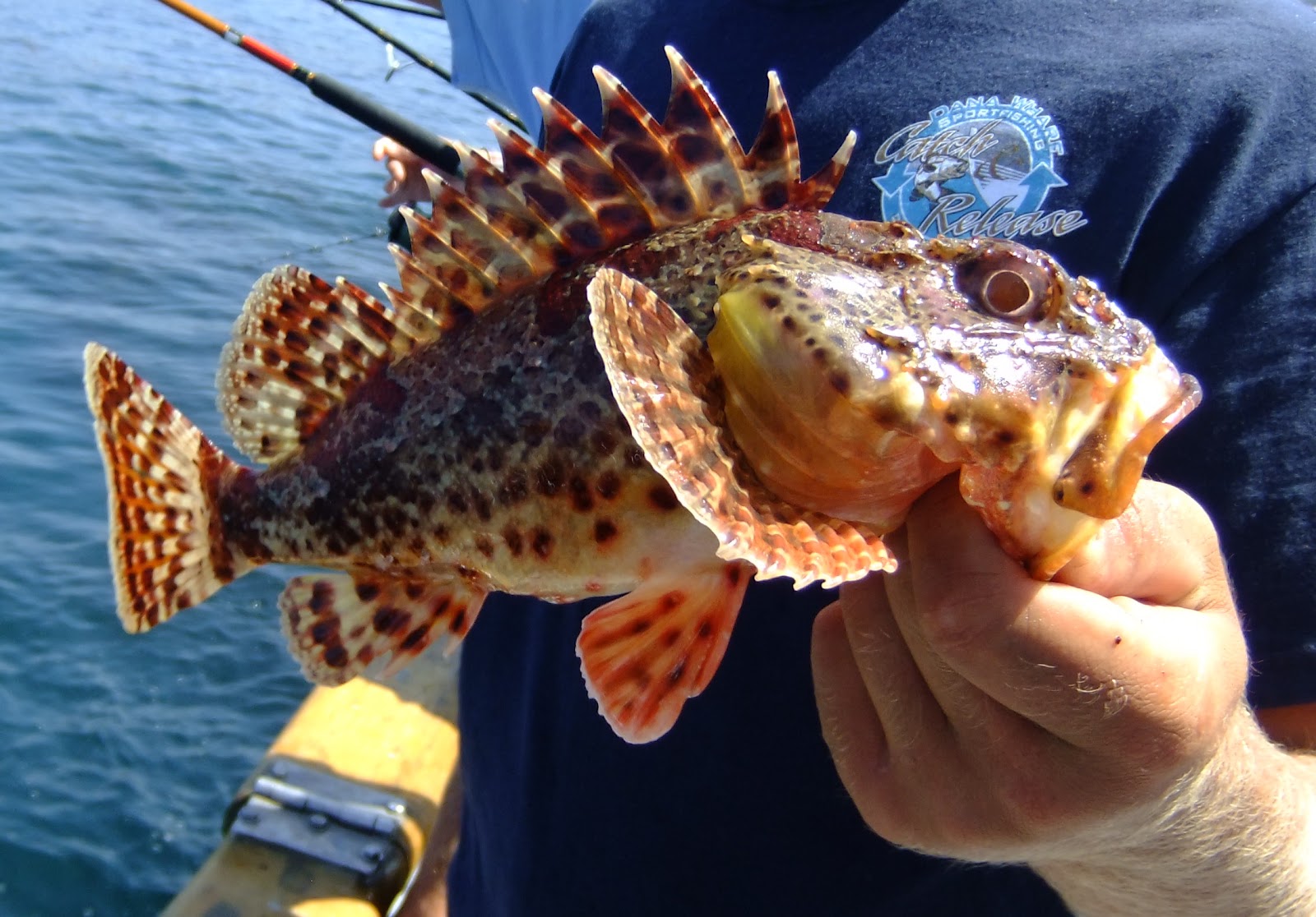 Scorpion Fish Bite