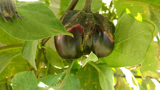 Mitoyo Eggplant, twin - young