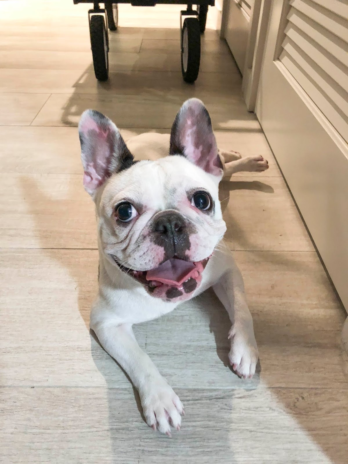 Florida Dog Walkers and Pet Sitters Miami Doggie Daycare & Boarding