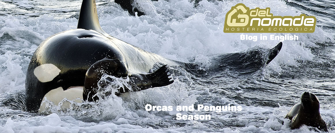orcas season in valdes peninsula punta norte orcas in valdes peninsula