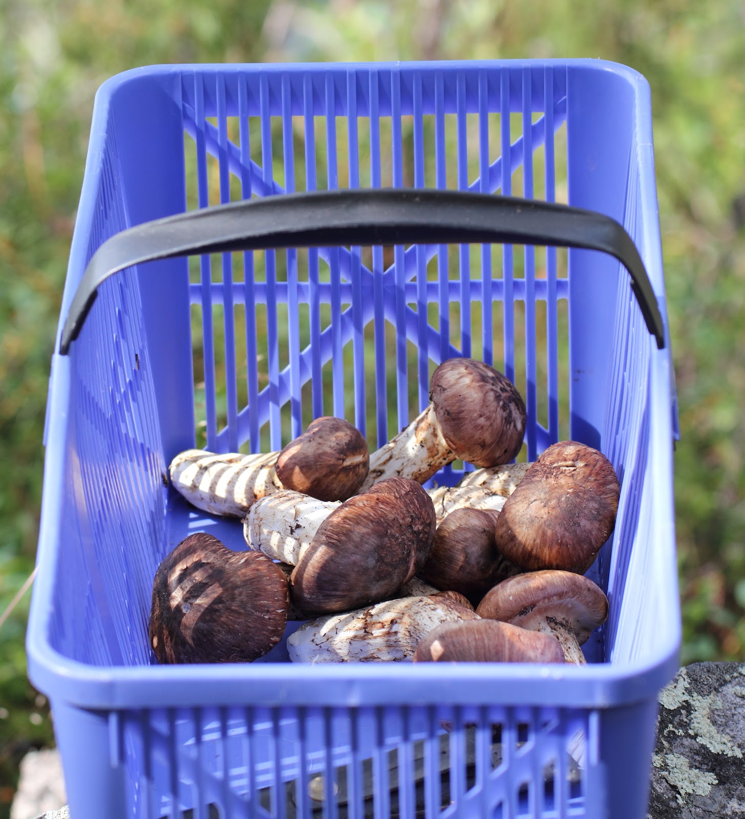 HAASKATONTA LUONTOKUVAUSTA Matsutake