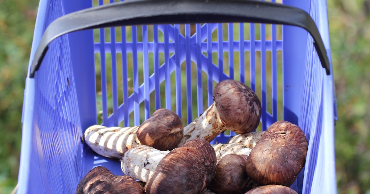 HAASKATONTA LUONTOKUVAUSTA Matsutake