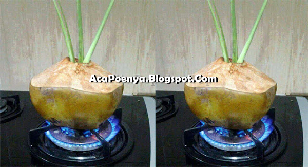 Kelapa Bakar Kelapa Bakar
