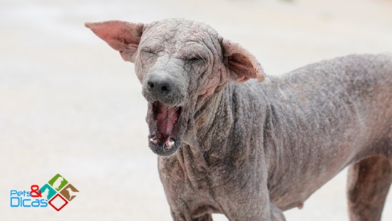 sintomas de sarna negra em cachorros sintomas de sarna negra em cachorros