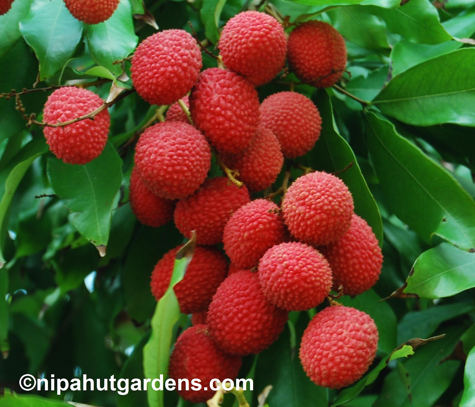 fruits-in-bsmrau-campus-litchi