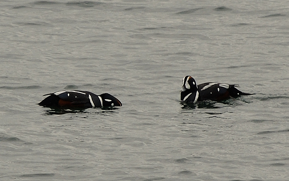 Buzz's Marine Life of Puget Sound A Few Puget Sound Birds