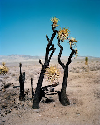 © Gregory Halpern 2016 courtesy MACK. © Gregory Halpern 2016 courtesy MACK.