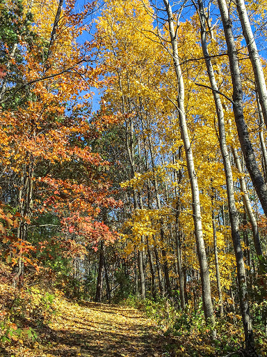 Along the Black River Forest Nature Trail Along the Black River Forest Nature Trail