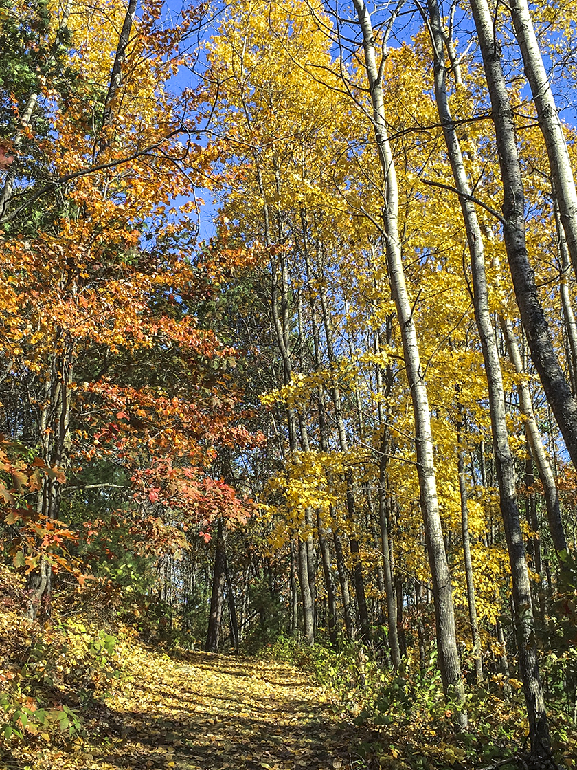 Along the Black River Forest Nature Trail