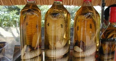Image Result For Kumpulan Judi Online Image Result For Kumpulan Judi Online