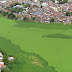Represa Billings amanhece com 'tapete' de algas verdes em SP