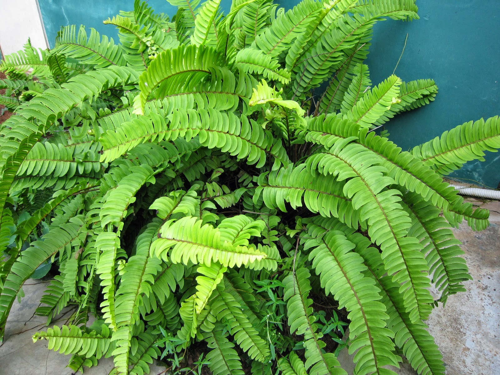 Jual tanaman paku hias