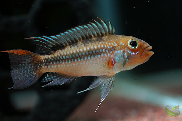 Apistogramma sp. cruzeiro (A. sp. jurua emearald)