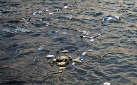 seagulls food leftovers overboard fishermen boats sea sassoon docks mumbai india