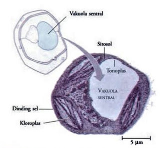 vakuola vakuola