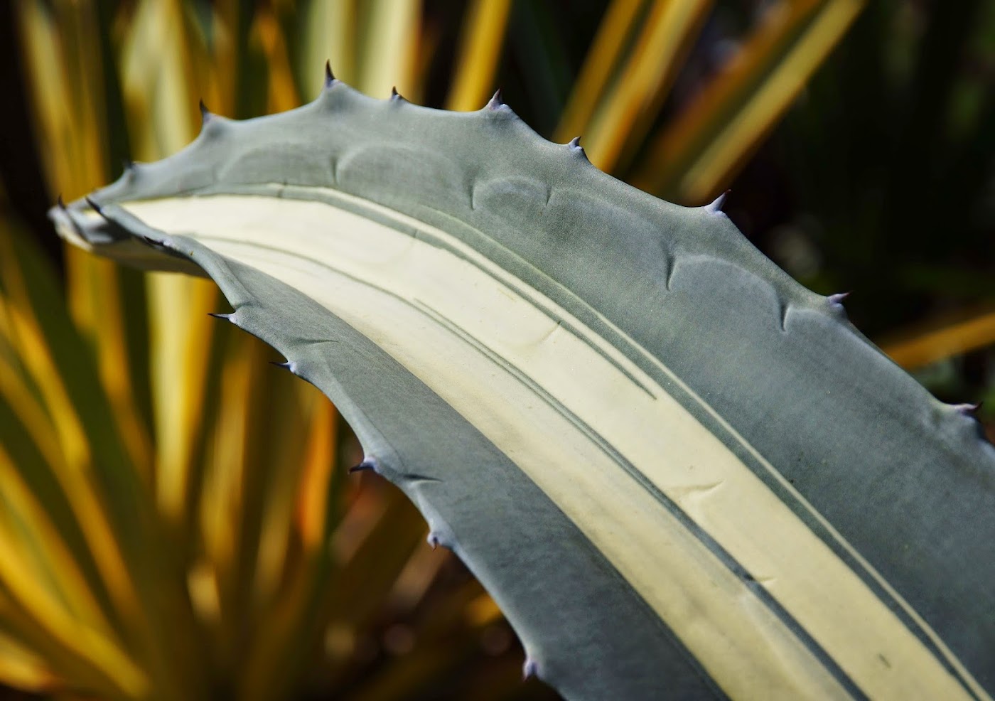Agave desmettiana companion plants
