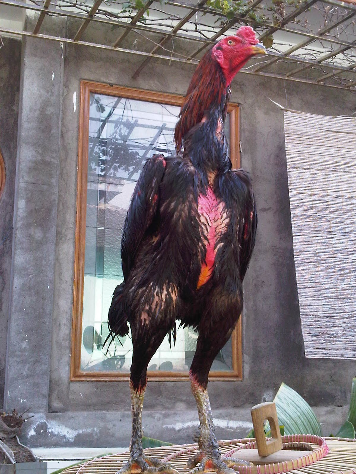 AYAM TANGKAS: KUDAHITAM