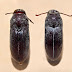 Eucnemidae