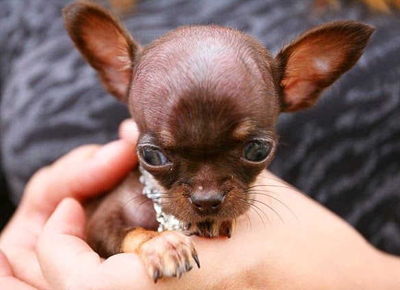 TINY Chihuahua Crowned 2014 WORLD S Smallest DOG BOLD And UNUSUAL TINY Chihuahua Crowned 2014 WORLD S Smallest DOG BOLD And UNUSUAL