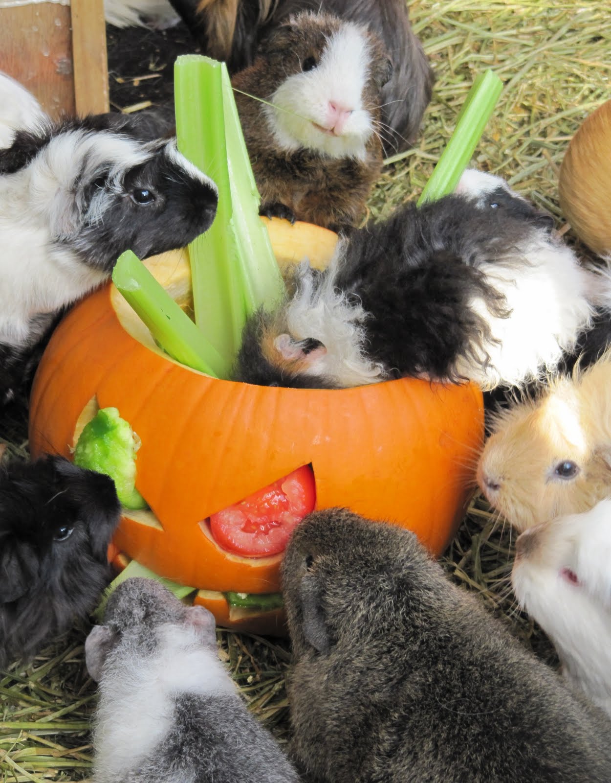 All Things Guinea Pig Pumpkin Surprise
