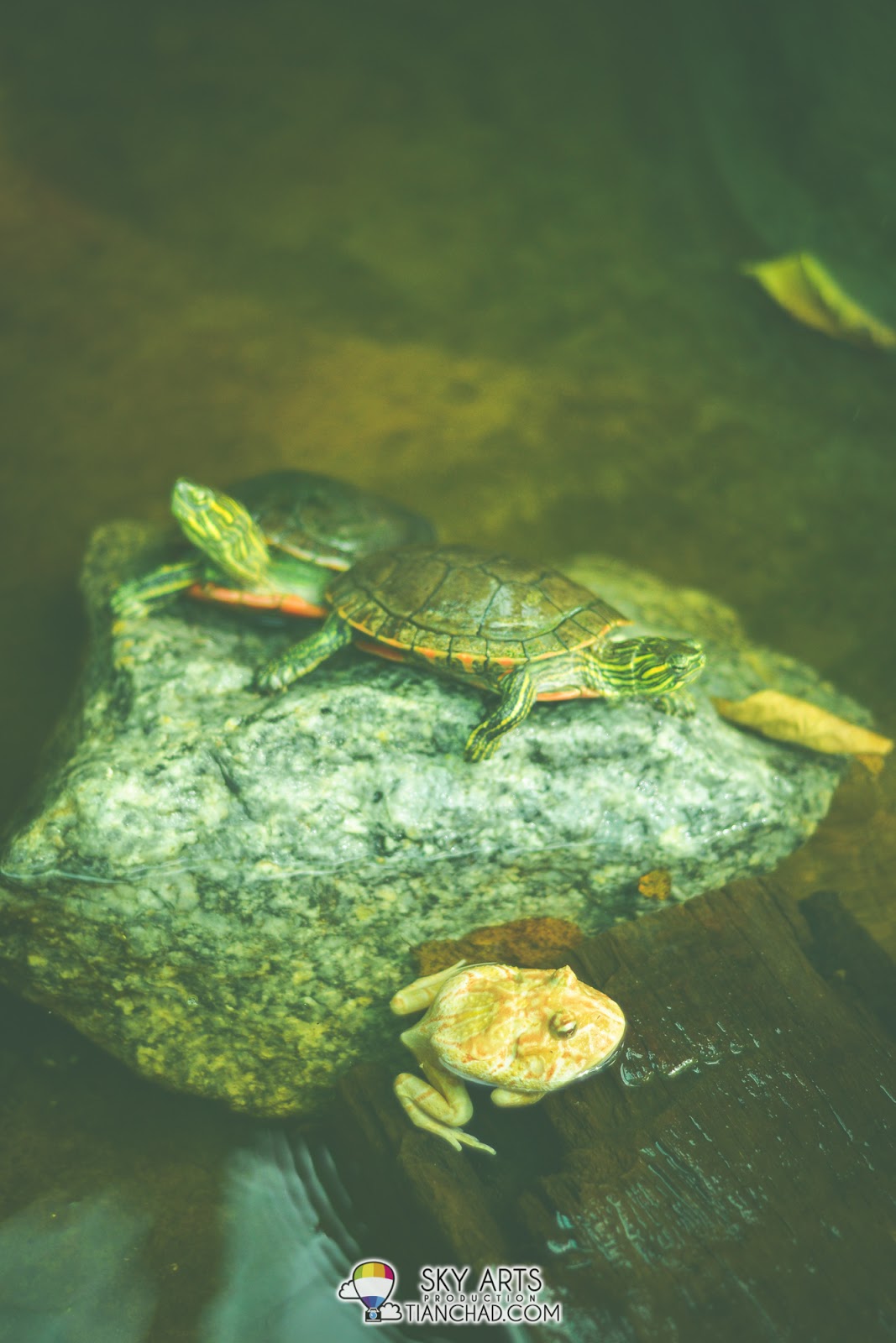 Little tortoise and yellow frog