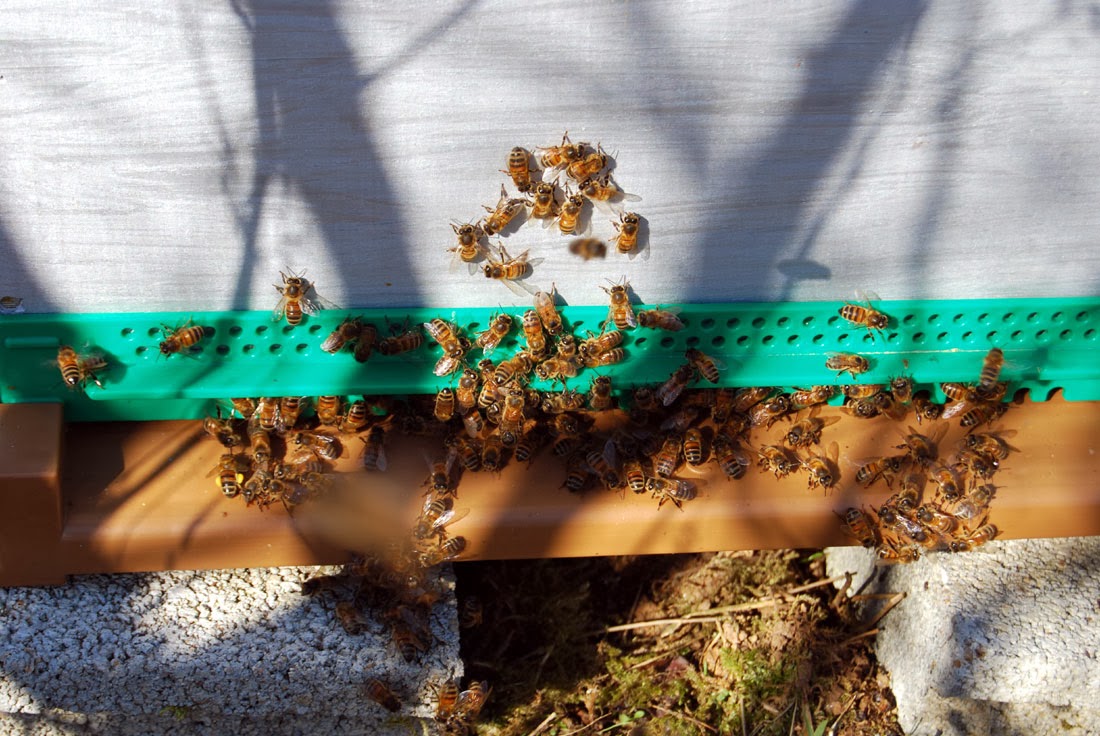Honey bees in France