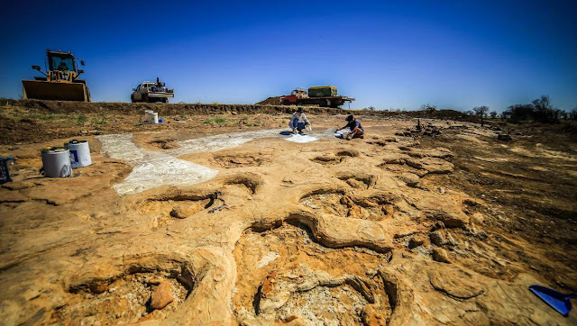 Giant Dinosaur Trackway Discovered in Queensland