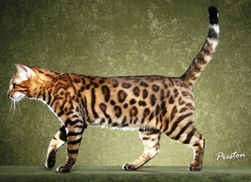 Rumah satwa macam macam jenis kucing keturunan kucing hutan