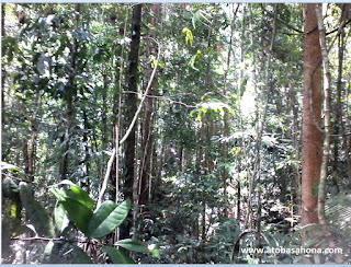 Hutan Sumber Kehidupan Manfaat dan Fungsi Hutan sebagai sumber kehidupan
