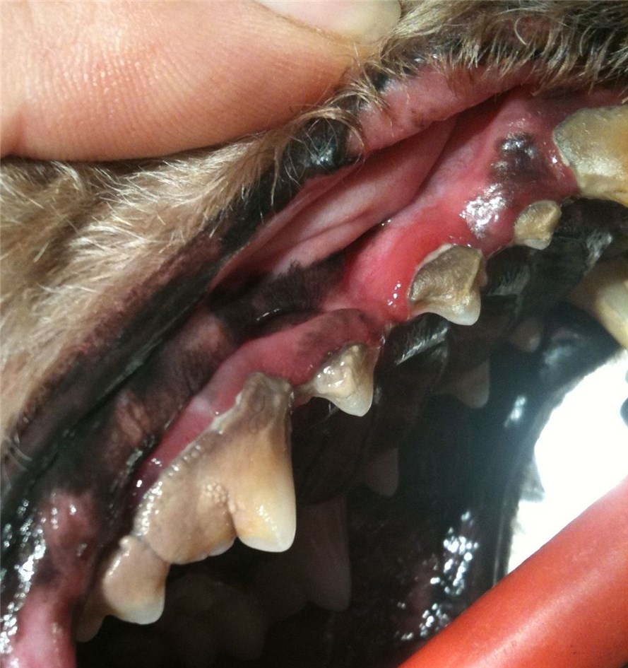 Dyreklinik: Tandpleje hos hunde katte