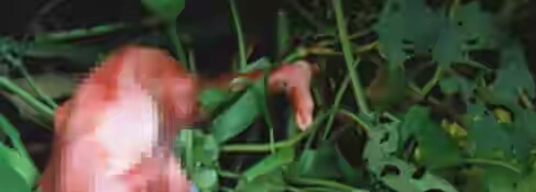 See Graphic Photo Of Newborn Twin Boys Dumped In Lagos Canal