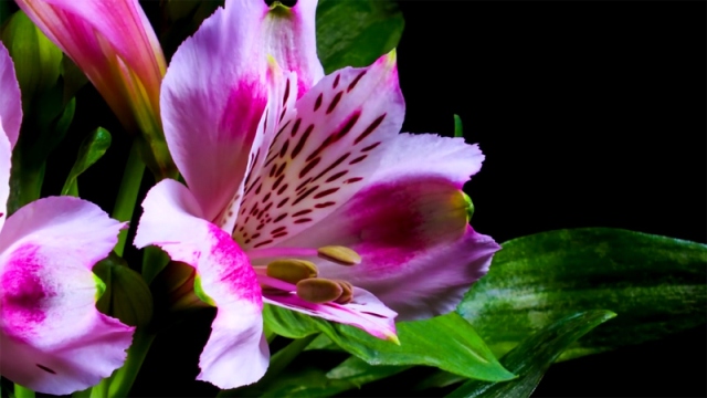 Pictures Of Beautiful Flowers With Names Pictures Of Beautiful Flowers With Names