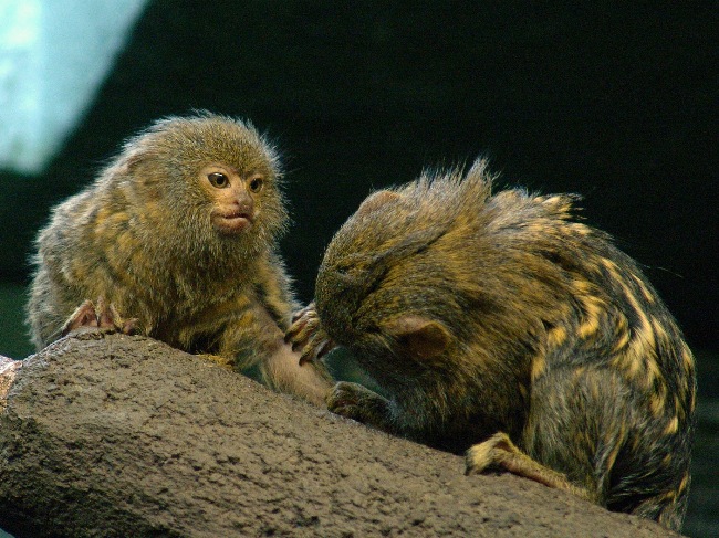 CiênciasEkos: Primatas do Brasil - Sagui-pigmeu