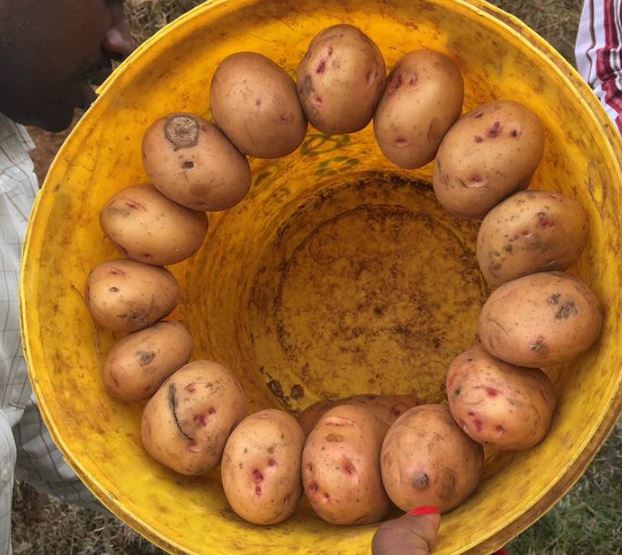 Be wary of Potato vendors along the NairobiNakuru highway....here's