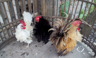 Galeri Foto Ayam Kate Walik Terbaru 7 Foto Ayam Kate Walik Terbaru Jual Ayam Hias Ayam Kate Walik Dewasa