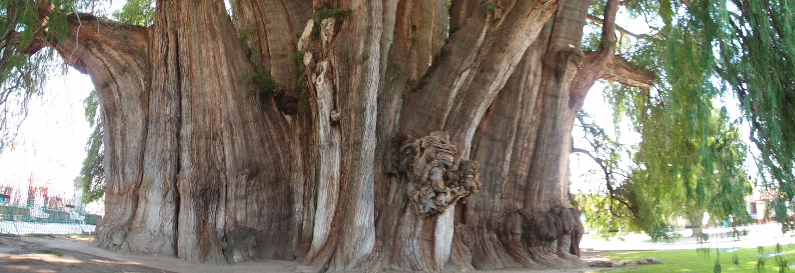 On My Way Puebla, Oaxaca and San Cristobal de las Casas, Mexico 29 May 7 Jun 2011