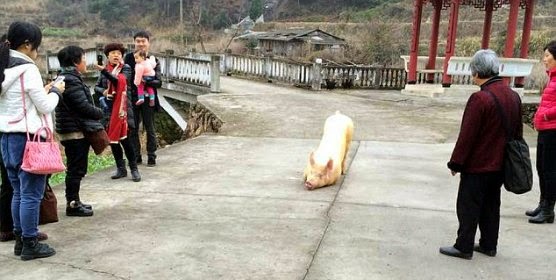 the worshiping pig kneels before the Buddhist temple as pilgrims watch the rare phenomenon via geniushowto.blogspot.com cute pig pictures