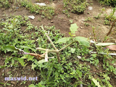 Cara Menyambung atau Stek Terong ke Batang Cepokak