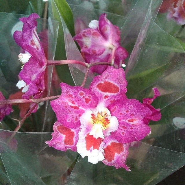 Orquídeas Odontoglots