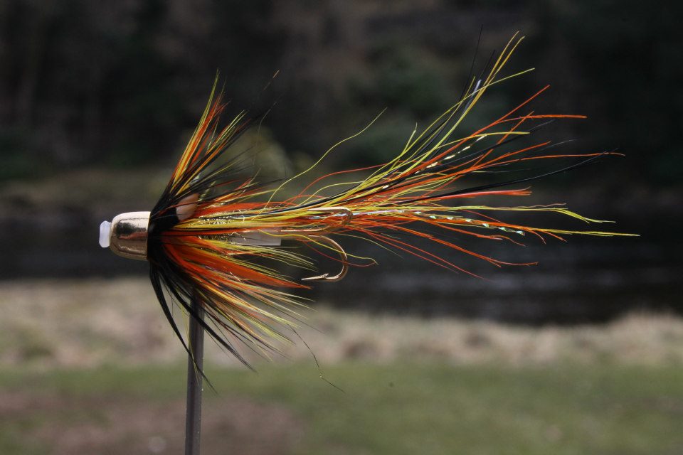 Salmon Fly Gold Bodied Willie Gunn Piggie Salmon Fly