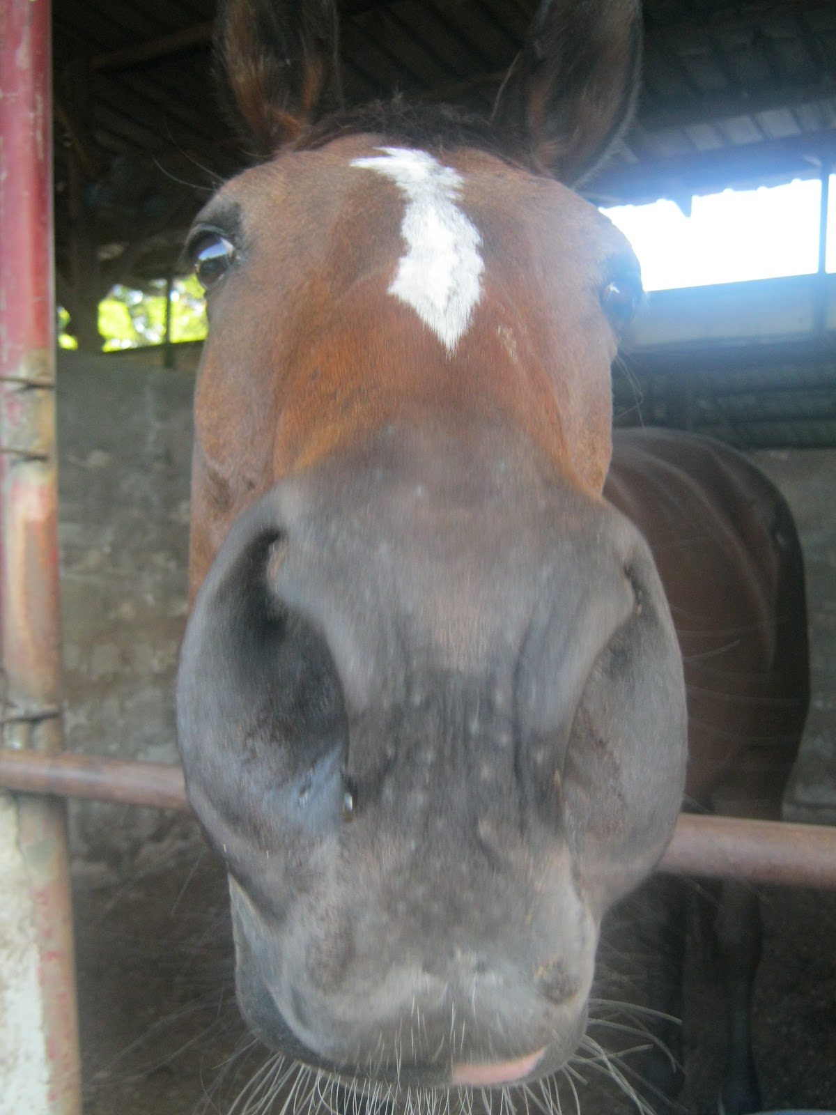 Horse Riding Philippines "What is A Wrong Lead and A Right Lead at Canter?"