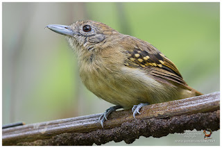 Black-crowned Antshrike (Thamnophilus atrinucha) - female