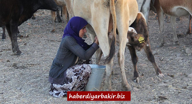 Kuraklıktan göç eden hayvan sahipleri umduğunu bulamadı Kuraklıktan göç eden hayvan sahipleri umduğunu bulamadı