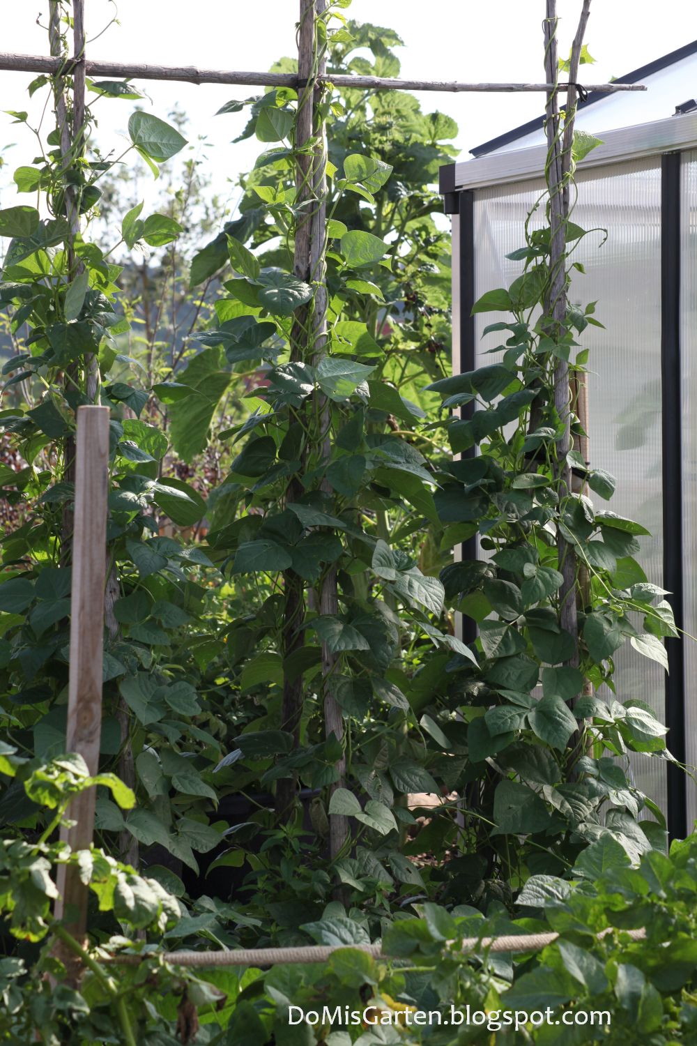 DoMis Garten Gemüsegarten im Juli Teil 2