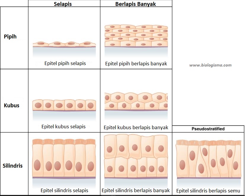 STRUKTUR JARINGAN HEWAN DAN BESERTA FUNGSINYA DAN DILENGKAPI GAMBAR