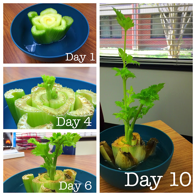 Kearson's Classroom The Great Celery Experiment