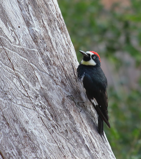Acorn Woodpecker Acorn Woodpecker