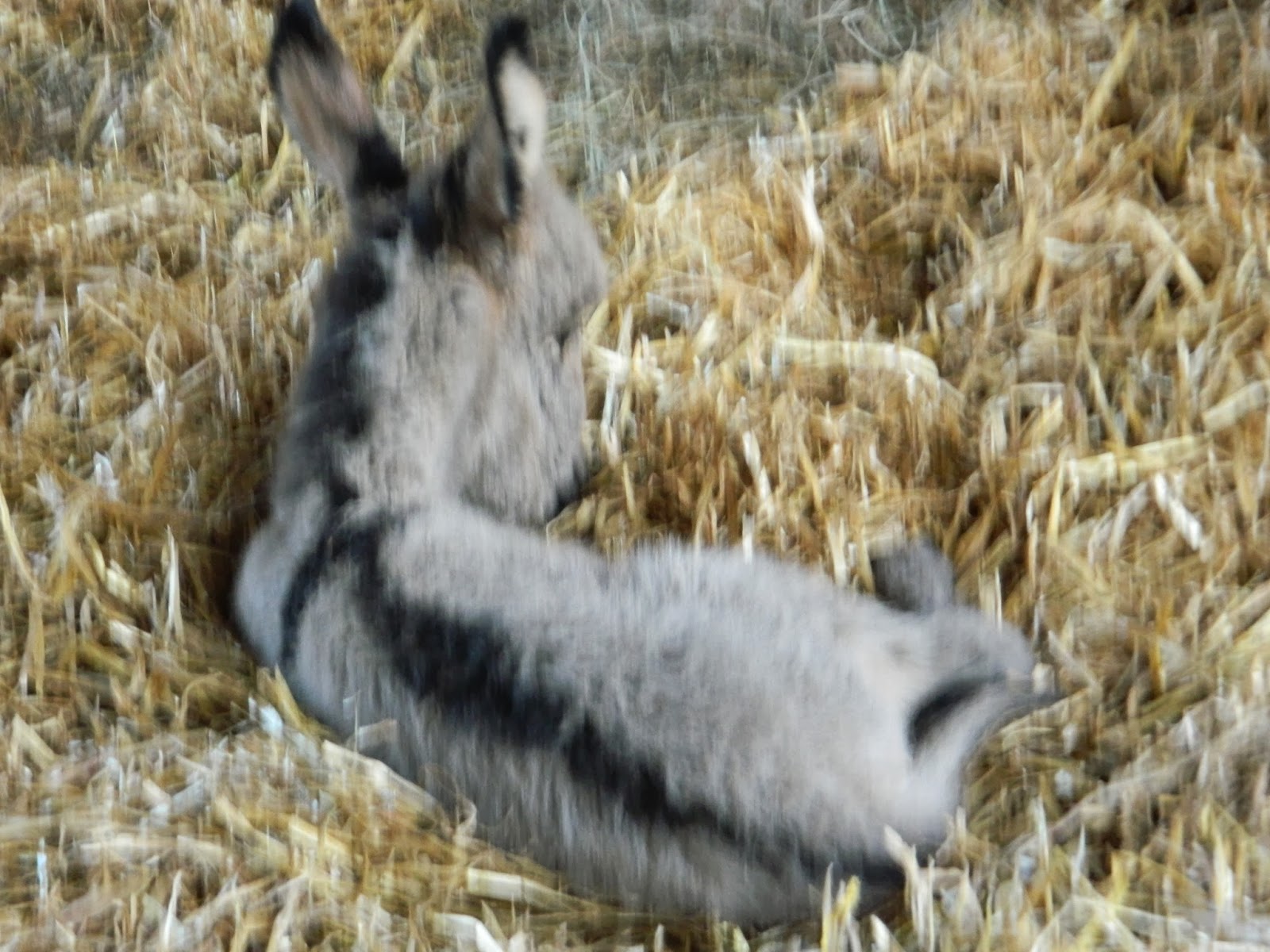 Hand Raising a Miniature Donkey Foal