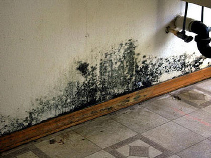 Saraknowledge What Are The Negative Effects Of Black Mold On My Health Black Molds Are Known To Bring Serious Health Problems In Human Beings Though This Type Of Fungus Is Essential For Earth S Ecosystem It Not At All Good