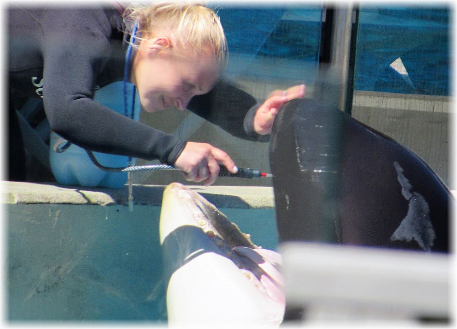 Voice of the Orcas: 03/11/17